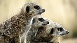 What Eats The Mongoose #shortvideo