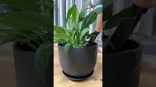 Give your plants the pot they deserve! Shop unique and trendy pots now. #throwpots #plantcontainers