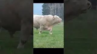 Angus vs Charolais #cattle #cow #cows #farm #farming #cattlefarm #charolais #angus #crossbred
