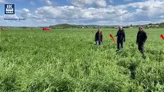 Noll- och Maxrutor i vall i Halland 28 maj 2021
