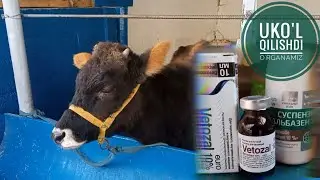 Xo'najinchaga bo'y o'stiruvchi vitamin va albendi pafto'rini berdik.