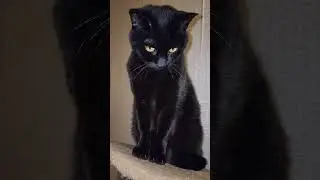 #видосыоткота #cat котик это правда #веселыекоты