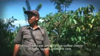 KOPILUWAK.ORG The most expensive coffee in the world from Indonesia.