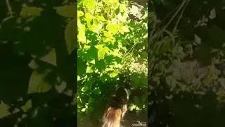 Кошка. Cat. Respect #shorts