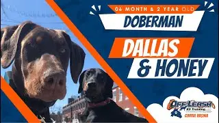 6 mo Doberman (Dallas) 2 yo Doberman (Honey) Best dog trainers in a Virginia