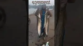 Bigg pathan fish😱😱 #fishing #catfish #carpfishing #anglar