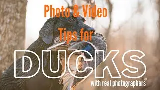 Photo & Video Tips | from Waterfowl photographers