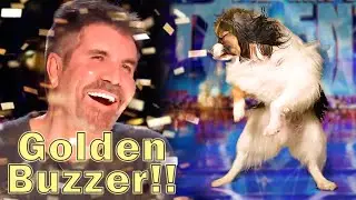 Golden buzzer for a DOG! &ndash; America&acute;s Got Talent (Dog Lancelot)