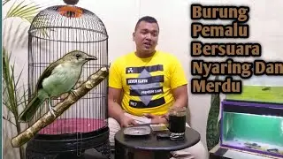Mengenal Burung Kancilan Bakau Dan Sekilas Perawatan Hariannya