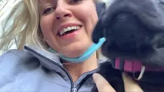 Part 1 Labrador puppies 2 months old for a first time to the vet