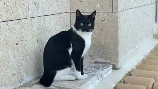 Morning of cat  in Greece. #cat 