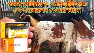 গরুকে ক্যাটাফস ও এমাইনোভিট প্লাস ভেট ইনজেকশন দেওয়ার নিয়ম জানুন।গরুর পালন পদ্ধতি।#গরুরহাট।