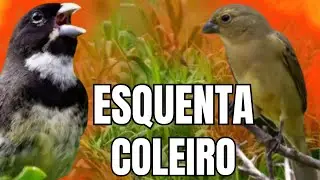 ESQUENTAR COLEIRO TUI TUI COM F&Ecirc;MEA CHAMANDO E COLEIRO TUI TUI PARA ESQUENTAR COLEIRO TUI TUI