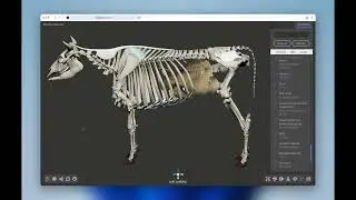 Cow skeleton - 3D Veterinary Anatomy