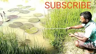Best fishing Video MURREL fish Catching  by  Baleshwar odisha india fish Video. hook Fishing Video