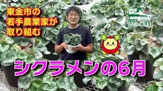 【東金で生産される高品質なシクラメン「コミュニティファーム」】　#道の駅みのりの郷東金　#シクラメン　#東金市