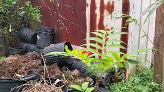 Beef & Onion Plant! insane flavors from a Tree! vegans no longer have to suffer.
