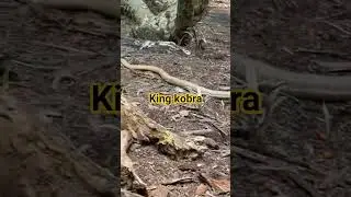 king kobra ular predator berbahaya #kingcobra #reptiles