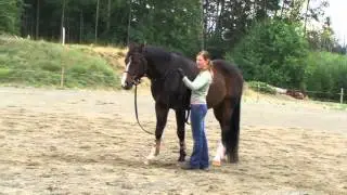 Sending Your Horse Out on the Lunge Line