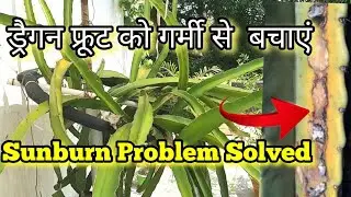 How To Protect Dragon Fruit from Heat Wave || ड्रैगन फ्रूट को गर्मी से कैसे बचाएं