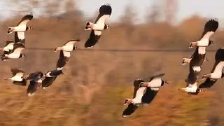 Lapwings arrive at Brading Marsh