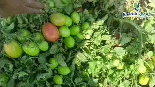 Tomato Fighter F1 in Gharo (Sindh) by Rashid Seeds.