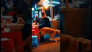 The dog saved its owner at a barbecue stall.#dog #anime