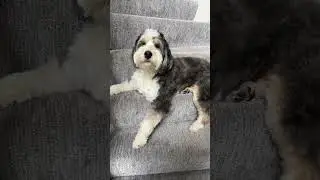 #buddythedog