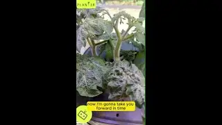28-Day Update: Dwarf Tomatoes & Peppers in the Letpot Max!