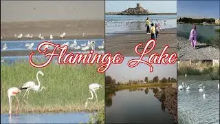 Flamingo Lake || Quriyat Beach || Quriyat Lake Park || Flamingo Lake Quriyat 