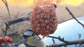 Sikorki 
