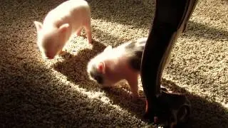 Mini Pig Snout Rub.  Tiny Micro Mini Pigs for Sale.