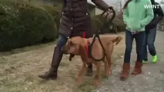 Un chien court un demi marathon; reportage de CNN