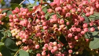 Sorbus hupehensis 'Pink Pagoda' (Chinese Rowan)