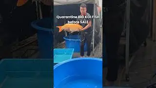 How to QUARANTINE BIG KOI before shipping ??? #koi #koifish #nishikigoi #carp #koifarm