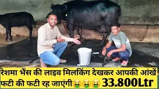 Live Milking of Reshma Buffalo || रेशमा भैंस की लाइव मिलकिंग😱😱