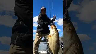Felt good to swing on some!! #banditobug #lewsfishing #bassfishing