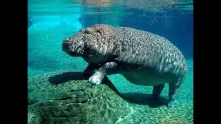 HIPPO lecture from January, 2022. 'Label Catholics,' feat. Cecily w/ intro.