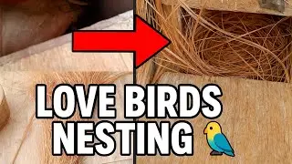 How to Make Nest for Birds at Home 🐦 | Love Birds All Breeding & Care Tips