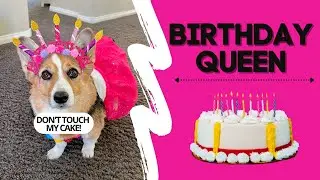 Dog Forgets Sister&rsquo;s BIRTHDAY! #cake #party