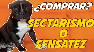&iquest;Comprar o Adoptar Perros? 🐶 | Sensatez vs Sectarismo 🤔