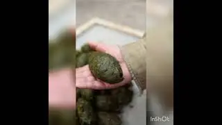 Panda Poo Tea