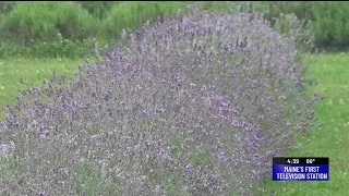 My Maine Gardens: lavender farm