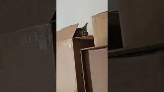She got her own little fort #cat #cats #box #fort #boxfort #hidingspots