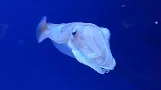 Pharaoh cuttlefish