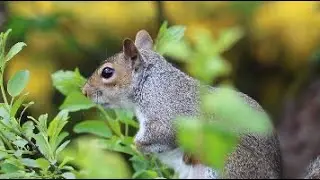 Funny Squirrel and Rabbit Compilation || Funny Animals