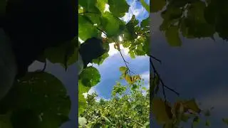 #fındık #findik #hazelnut#ordu #giresun#youtubeshorts#tiktok #viral#&ouml;ne&ccedil;ıkar #ytbeni&ouml;ne&ccedil;ıkar #akım