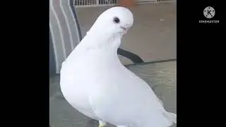 African owl pigeon/most beautiful fancy pigeon breed /owl pigeon