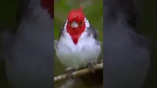 Прекрасные птицы. Beautiful birds.  #music #dance #birdsvideo #birds #nature #naturevideo