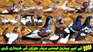 Shop The Best Value Breeder Pairs For 2026 | Best | Business Setup of Famous Pigeon Traders Pakistan